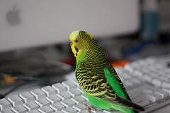 Computer Budgie II